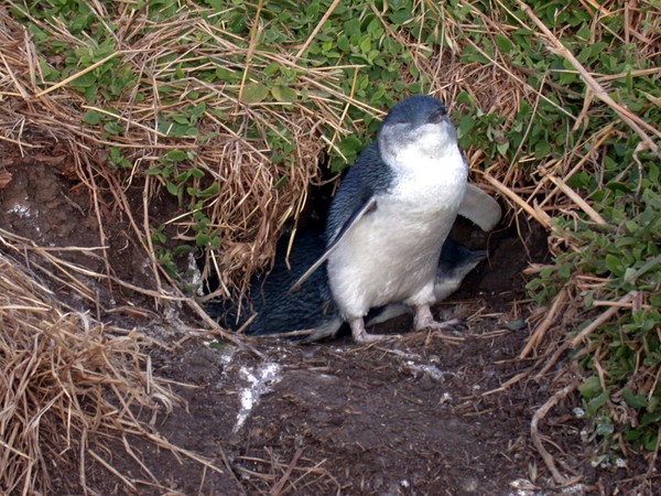 Fairy Penguin